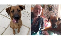 Megmentette idős gazdiját a frissen örökbefogadott kutya - „Ő a mi hősünk” 