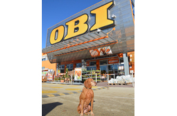 Kutyabaráttá váltak az OBI áruházai Kutyabaráttá váltak az OBI áruházai
