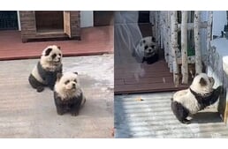 Pandakutya? Fekete-fehér csau-csaukat mutattak be egy állatkertben