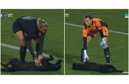 Pocaksimit kért a kutya, miután belógott a focipályára meccs közben