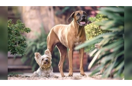 A minitől az óriásig – miért olyan változatos a kutyák mérete?