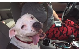 Befogadta az idős, daganatos kutyát, hogy szeretetben élhesse le utolsó napjait