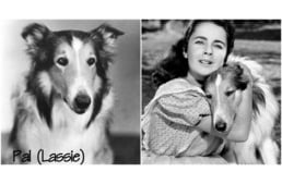 Problémás kutyából filmcsillag - így lett világhírű Pal, a skót juhászkutya Lassie szerepében