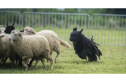 Magyar pásztorkutyák terelőversenyét rendezik meg az Ős-Dráva Látogatóközpontban