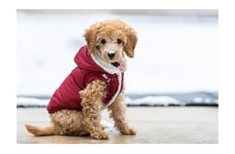 Pulóver, kabát, ruha kutyáknak: Öltöztessük-e kedvencünket?