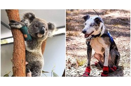 Rangos díjat kapott a kutya, aki koalákat mentett a hatalmas bozóttüzek alatt