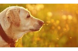 Rovarcsípés kutyáknál – Tünetek és teendők