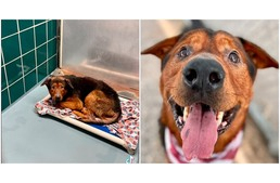 Röviddel az altatás előtt mentették meg az öregecske kutyát - így mosolygott örömében