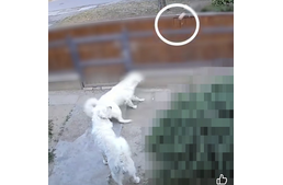 Mérgezett étellel próbálta megölni a szomszéd kutyáit egy szentesi férfi