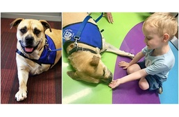 Sérült és fogyatékkal élő gyermekeknek segít a háromlábú terápiás kutya