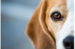 Infección por gusanos oculares en perros: la enfermedad también es común en Hungría