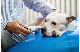 Szén-monoxid mérgezés kutyáknál – Tünetek és teendők