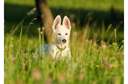 Szénanátha kutyáknál - Tünetek és teendők