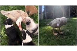 Szívmelengető videó - Aprócska kölykök lettek a sérült kacsa legjobb barátai