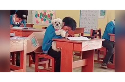 Szokatlan kéréssel fordult a kisdiák a tanárához a kutyája kapcsán