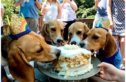 Szülinapi tortával ünnepelték szabadulásuk évfordulóját a kísérleti telepről mentett kutyák