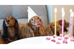 Megünnepelnéd a kutyád születésnapját? Íme 7 szuper tipp egy felejthetetlen naphoz