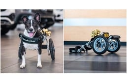 Szuper kiskocsit készített a Mercedes-Benz egy mozgássérült mentett kutyának
