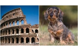 Tacskóhoz hasonló kutyák maradványaira bukkantak a régészek a római Colosseum csatornáiban