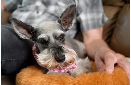 Mini pacemakert kapott a 12 éves szívbeteg kutya, hogy megmentsék életét