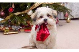 Te becsomagolod a kutyusod karácsonyi ajándékát?
