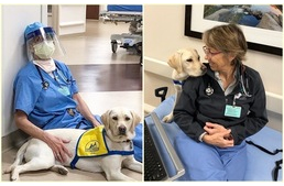 Terápiás kutya segíti a járvány ellen küzdő orvosokat és ápolókat egy kórházban