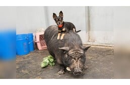 Timon és Pumba – Együtt talált otthonra a mentett csivava és legjobb barátja, a malac
