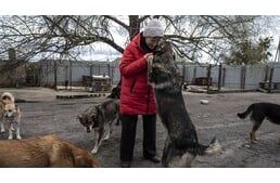 Többszáz kutyát, macskát és még egy oroszlánt is megmentett a 77 éves ukrán asszony