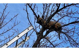 Tűzoltók mentették meg a kutyát, miután felkergetett egy mókust a fára, és nem tudott lejönni
