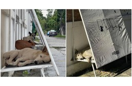Újrahasznosított hirdetőtáblák alatt lelnek menedékre a kóbor kutyák a hőség és eső elől