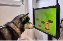 Videójáték segítene felismerni a demencia korai jeleit kutyáknál