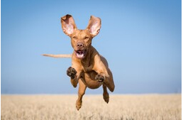 A kutyák is átélhetik a runner's high érzését futás után