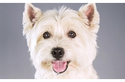 Hipoallergén kutyák - 7 fajta a terrierek kedvelőinek
