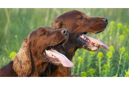 Az állatorvos tanácsai: így előzd meg, hogy a kutyád hőgutát kapjon