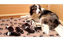 Szülési szabin Eger terápiás kutyája: 10 csöppségnek adott életet Zoya! 