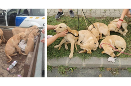 Zsákokba zárt kutyákat mentett meg az AsiaCenter biztonsági őre