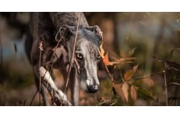 Kutyák bűnhődtek gazdájuk bűntettéért - három agár életét követelte az orvvadászat