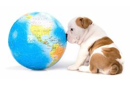Befolyásolja a kutyák iránti szeretetünket az, hogy a világ mely pontján élünk?
