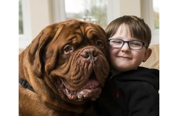 Gyógyító barátság - Mark, a beteg kisfiú és Alfie, a bordeaux-i dog