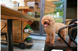 „A kutyák is ehetnek olyan jót és jól, mint az emberek” – Kutyáknak nyílt étterem Rómában
