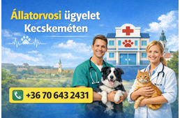 Amit a kecskeméti állatorvosi ügyeletről tudni kell