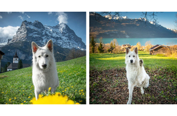 Profi idegenvezetőként mutatja be ez a kutya az Alpok varázslatos helyeit