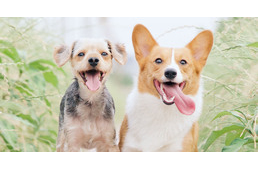 A barátságos kutyák alacsonyabb rangúak - A kutyaszemélyiség és a rangsorban elfoglalt hely összefüggését vizsgálták az ELTE etológusai