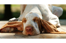 Tanulás és alvás - kutyáinknál is van összefüggés?