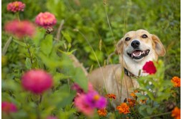 Pollenallergia kutyáknál 2. - Kezelési lehetőségek és otthoni teendők
