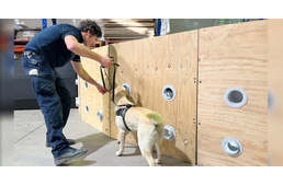 Meglepő kutya-munka: USB- és mikrochip-keresésre képeznek ki kutyákat Ausztráliában