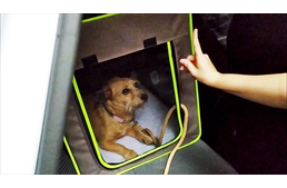 Egy kutyatréner történetei -  Kicsi tacsi és az utazási stressz