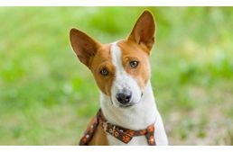Hipoallergén kutyák - 8 különleges fajta kutyaszőr-allergiásoknak