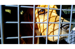26 kísérleti beagle kapott esélyt egy új életre