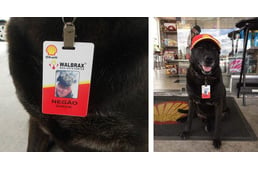 Főállású munkát kapott egy kutya egy benzinkúton